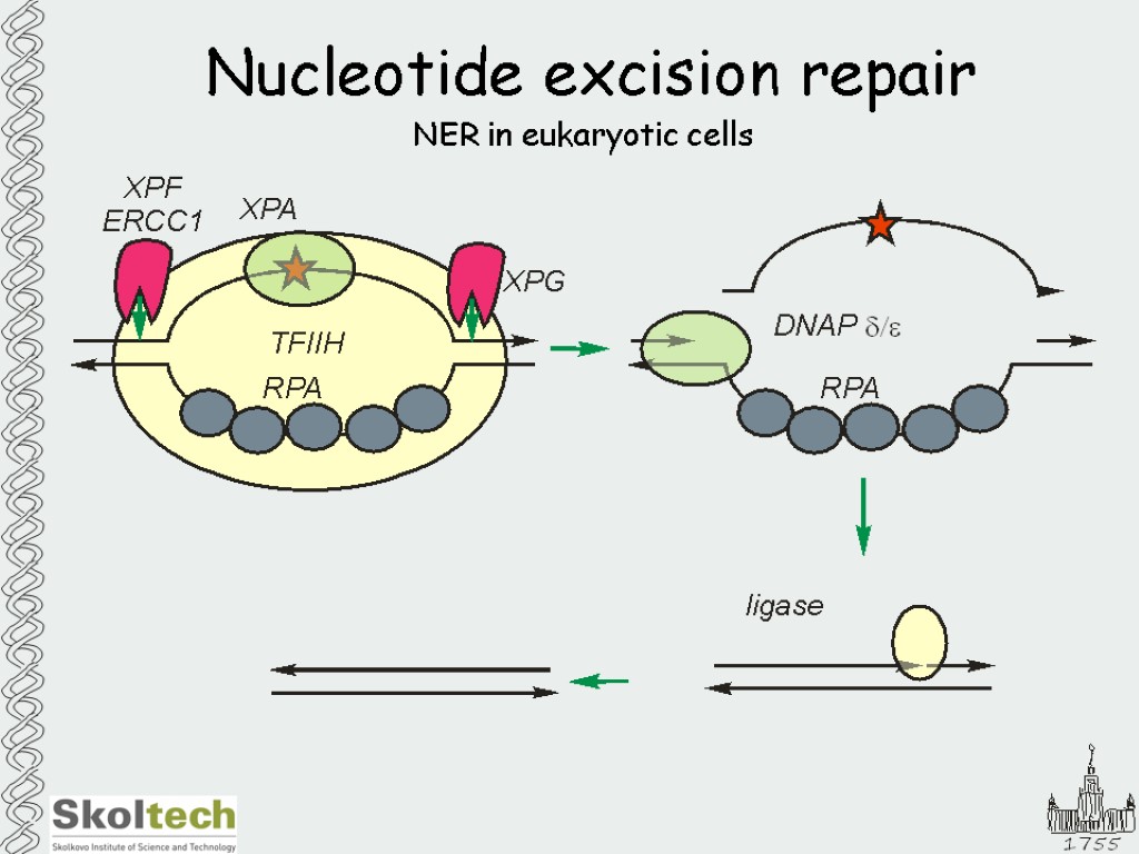 Nucleotide excision repair NER in eukaryotic cells